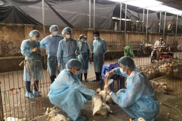 Bài học từ 30 năm chống cúm gia cầm H5N1 tại châu Á: Cảnh báo cho nguy cơ dịch bệnh mới nổi