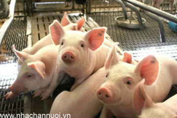 Giá heo hơi ngày 30/6: Miền Bắc giảm về 66.000 đồng/kg, thị trường tiếp tục phân hóa
