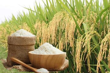 Giá lúa gạo hôm nay ngày 3/7/2026: Gạo xuất khẩu đồng loạt tăng
