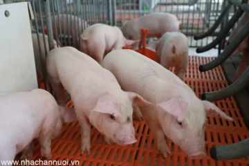 Giá heo hơi ngày 27/7: Miền Bắc giữ đỉnh 65.000 đồng/kg, thị trường ba miền ổn định