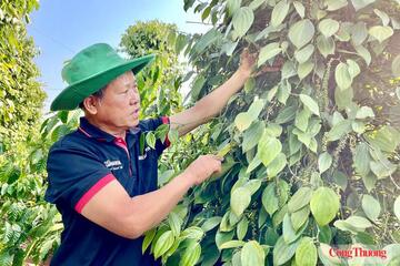 Giá tiêu hôm nay 27/7/2026: Đi ngang, cao nhất 141.000 đồng/kg