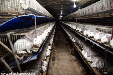 Một số vấn đề trong phát triển chăn nuôi thỏ ở Việt Nam