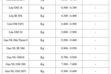 Giá lúa gạo hôm nay ngày 4/9/2026: Gạo thơm Jasmine tăng 500 đồng/kg
