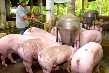 Giá heo hơi hôm nay 11/9/2026: Tiếp tục giảm cục bộ tại miền Bắc