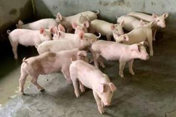 Giá heo hơi hôm nay 18/9/2026: Tăng 1.000 đồng/kg tại 2 địa phương
