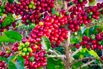 Sơn La tổ chức hội nghị kết nối giao thương cà phê Arabica 2026