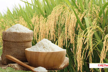 Giá lúa gạo hôm nay ngày 25/9/2026: Gạo, lúa tươi biến động