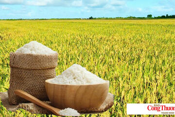Giá lúa gạo hôm nay ngày 7/10/2026: Gạo Đài thơm tăng 500 đồng/kg