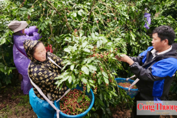 Mường Ảng: Nâng cao giá trị cà phê, tạo sinh kế bền vững cho người dân