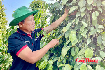 Giá tiêu hôm nay 15/10/2026: Tăng nhẹ 500 đồng/kg
