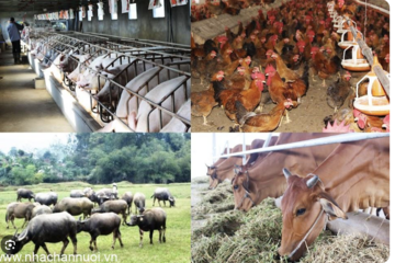 Giá sản phẩm chăn nuôi (giá tại trại) cả nước ngày 20/10/2026