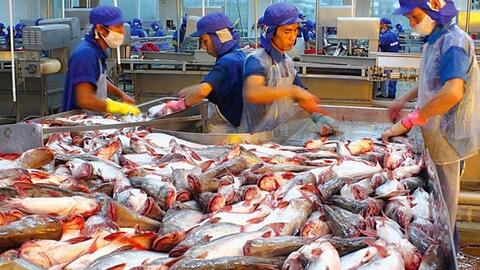 Gỡ khó cho tiêu thụ cá tra