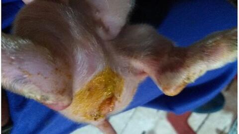 Những bệnh thường gặp ở vật nuôi khi thời tiết thay đổi và biện pháp phòng chống bệnh (Phần 1)