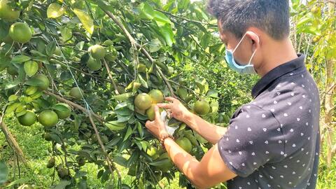 Thừa Thiên Huế:  Cam Nam Đông được mùa nhưng khó tiêu thụ