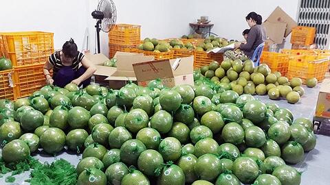 Đặc sản bưởi da xanh, chôm chôm… miền Tây giảm 40-50%, giá chỉ từ 6.000/kg