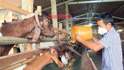 Bình Phước: Giải pháp nào cho người nuôi dê ở Bù Đốp?