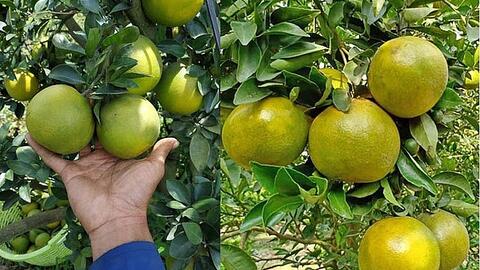Đặc sản miền Tây rớt giá, cam xoàn, quýt đường chỉ từ 6.000 đồng/kg
