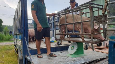 Tây Ninh: Người chăn nuôi không mặn mà tái đàn đón tết
