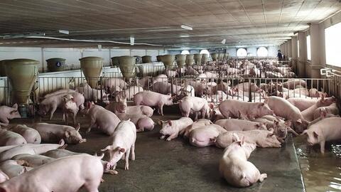 Hà Nội: Tiếp tục đẩy mạnh phát triển vùng chăn nuôi hữu cơ