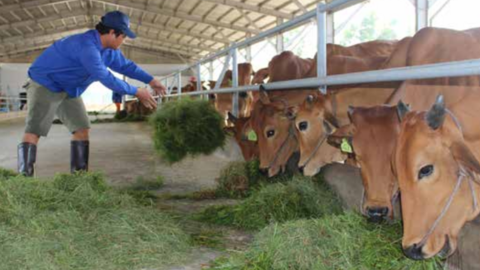 Công tác giống và cải tiến di truyền trong chăn nuôi bò thịt tại Việt Nam