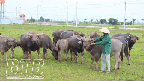 Hội Chăn nuôi thú y tỉnh Thái Bình: Góp phần phát triển chăn nuôi bền vững