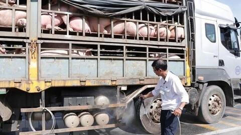 Sản phẩm chăn nuôi nhập khẩu: Đe dọa ngành chăn nuôi nội địa!