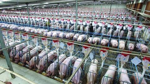 Tỉnh Phú Thọ mới có 9 trang trại đáp ứng 100% điều kiện chăn nuôi