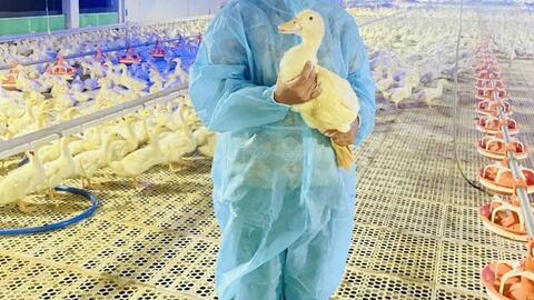 Làm giàu từ mô hình đa cây, đa con