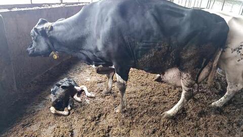 Sử dụng thức ăn hợp lý để bò cho nhiều sữa, tiết kiệm chi phí chăn nuôi