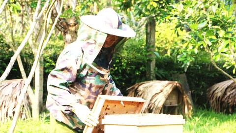 Hà Tĩnh: Mật ong chính vụ được mùa, nông dân phấn khởi thu hoạch