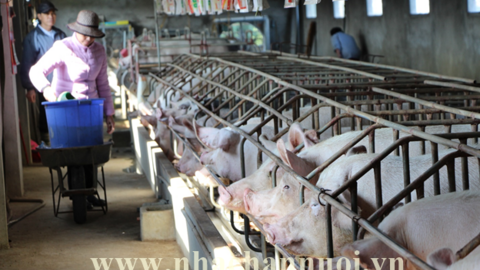 Giá sản phẩm chăn nuôi (giá tại trại) cả nước ngày 13/08/2024