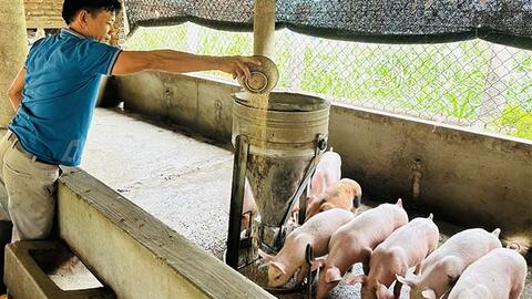 Làm giàu từ chăn nuôi và dịch vụ