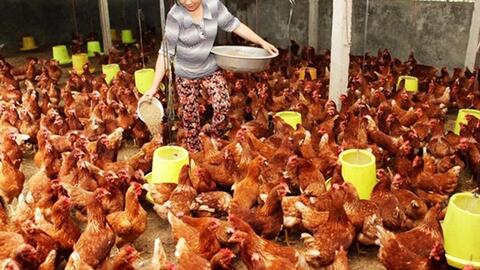 Giá sản phẩm chăn nuôi (giá tại trại) cả nước ngày 10/09/2024