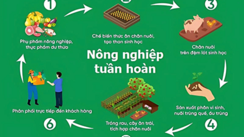 Giảm phát thải trong nông nghiệp hướng tới chăn nuôi bền vững