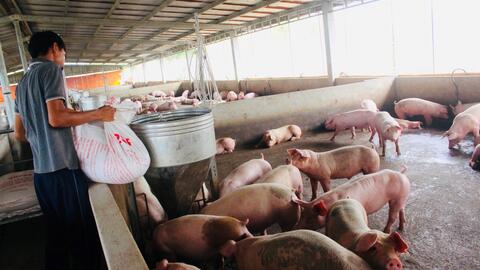 Bình Thuận: Toàn tỉnh hiện có trên 220 cơ sở chăn nuôi gia súc, gia cầm tập trung