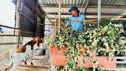 Phong Phú: Hiệu quả chăn nuôi dê, cừu sinh sản