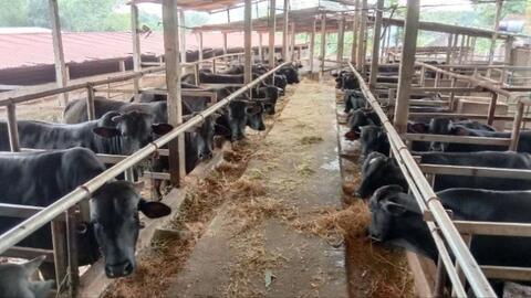 Nhân rộng mô hình hợp tác xã chăn nuôi an toàn