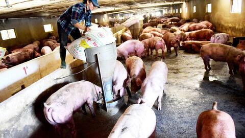 Hơn 1,8 ngàn trang trại chăn nuôi tham gia truy xuất nguồn gốc