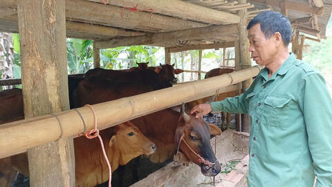 Mô hình chăn nuôi bò lai an toàn, khép kín