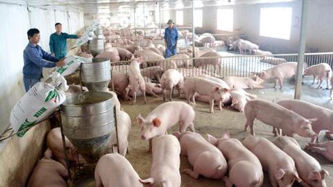 Ngành chăn nuôi 2021: Vẫn tăng trưởng 5,6%