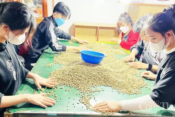 Giá cà phê hôm nay 12/3/2025 trong nước tiếp đà tăng cao