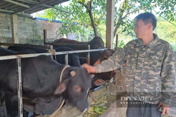 Anh nông dân Thái Nguyên nuôi “cỗ máy sản xuất thịt nạc” kiểu tranh thủ, ai ngờ lại trúng lớn