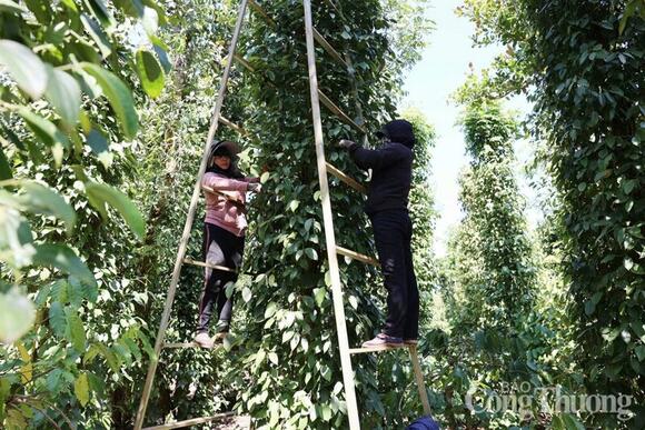 Giá tiêu hôm nay 19/8/2025: Giữ vững mốc 143.000 đồng/kg