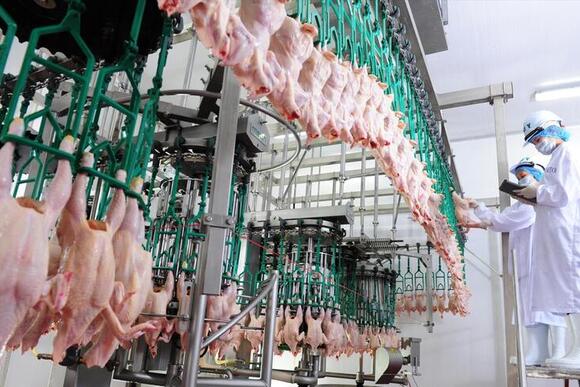 Xuất khẩu sản phẩm chăn nuôi Việt Nam dự kiến vượt 600 triệu USD