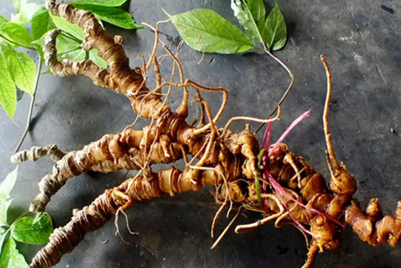 Xây dựng thương hiệu sâm từ vùng nguyên liệu chất lượng cao