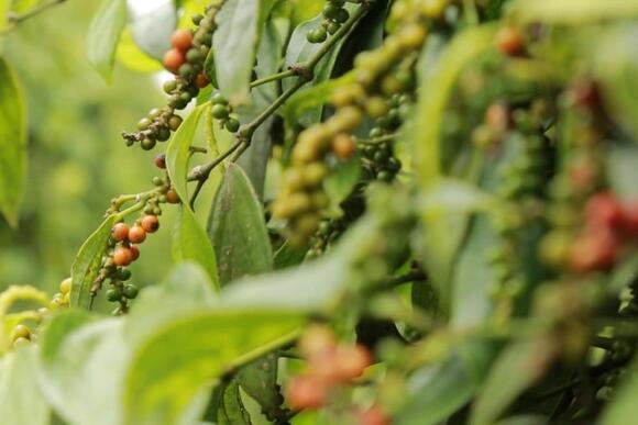 Giá tiêu hôm nay 13/11/2025: Giảm tại Đắk Lắk, Lâm Đồng