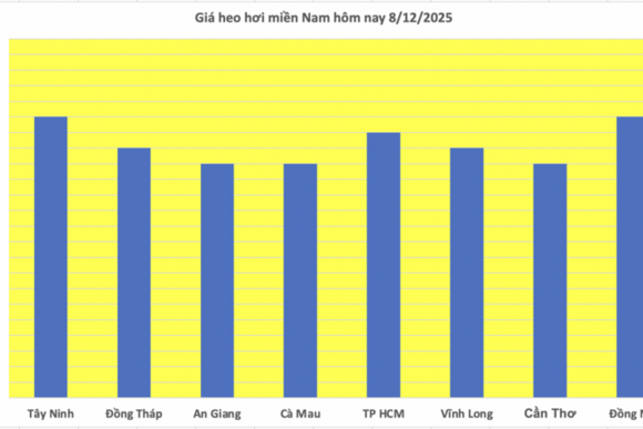 Giá heo hơi hôm nay 8/12/2025: Kéo dài đà tăng