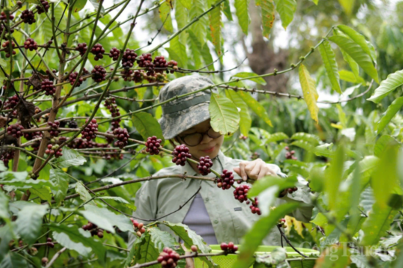 Giá cà phê hôm nay 15/5/2026: Bật tăng 1.000 đồng/kg