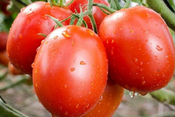 Giá nông sản hôm nay ngày 20/5: Một số mặt hàng có giá tốt