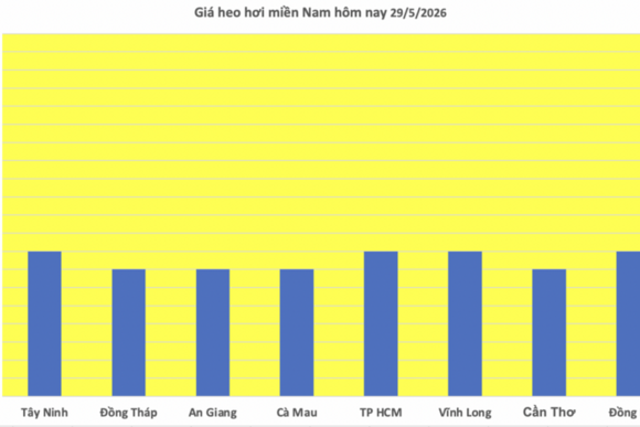 Giá heo hơi hôm nay 29/5/2026: Giảm nhẹ tại miền Bắc